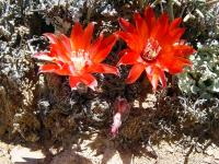 TB067_3_Rebutia_albopectinata.jpg