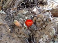 TB068_4_Rebutia_pygmaea_v_friedrichiana.jpg