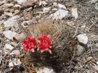 TB071_1_Lobivia_lateritia_v_rubriflora.jpg