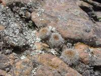 TB071_2_Rebutia_fiebrigii_v_cintiensis.jpg
