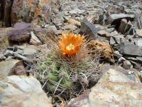 TB071_5_Parodia_otaviana.jpg