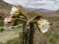TB071_6_Trichocereus_tacaquirensis.jpg
