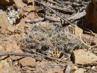 TB075_3_Rebutia_steinmannii_forma.jpg