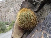 TB077_2_Parodia_fulvispina_v_brevihamata.jpg