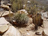 TB078_3_Parodia_maassii.jpg