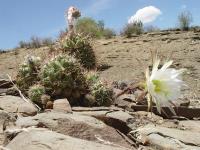 TB080_3_Echinopsis_cochabambensis.jpg