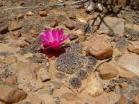TB087_2_Sulcorebutia_cochabambina.jpg