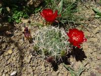 TB088_1_Lobivia_acanthoplegma_v_oligotricha_fma_jarmilae.jpg