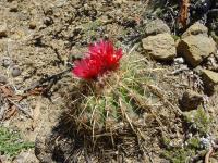 TB088_2_Parodia_schwebsiana_fma_applanata.jpg