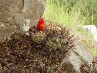 TB095_1_Sulcorebutia_steinbachii_v_australis.jpg