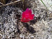 TB099_2_Sulcorebutia_mizquensis.jpg