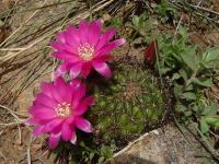 TB102_1_Sulcorebutia_mentosa.jpg