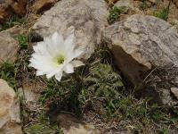 TB102_2_Echinopsis_obrepanda.jpg