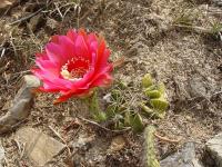 TB103_2_Echinopsis_obrepanda.jpg