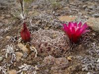 TB106_1_Sulcorebutia_santiaginensis.jpg