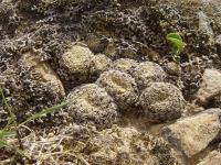 TB109_2_Sulcorebutia_albissima.jpg