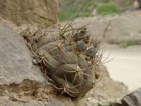 TB111_2_Gymnocalycium_pflanzii.jpg