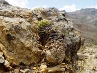 TB117_1_Sulcorebutia_brevispina.jpg