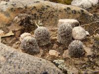 TB118_1_Sulcorebutia_chatajillensis.jpg