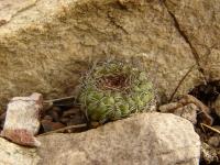 TB119_1_Sulcorebutia_frankiana.jpg