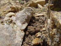 TB122_2_Sulcorebutia_canigueralii.jpg