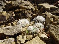 TB125_2_Sulcorebutia_gerosenilis_v_patricii.jpg