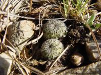 TB126_1_Sulcorebutia_crispata.jpg