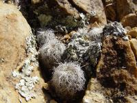 TB127_1_Sulcorebutia_gerosenilis.jpg