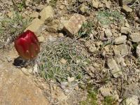 TB128_1_Lobivia_cinnabarina_v_grandiflora.jpg