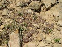 TB128_2_Sulcorebutia_rauschii.jpg