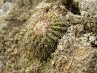 TB130_1_Parodia_multicostata.jpg