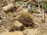 TB131_1_Sulcorebutia_vasqueziana.jpg