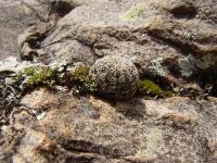 TB132_2_Sulcorebutia_alba.jpg