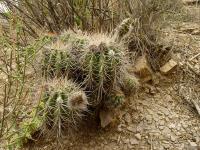 TB133_3_Echinopsis_bridgesii_ssp_vallegrandensis.jpg