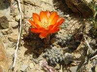 TB136_3_Rebutia_steinmannii_v_parvula.jpg