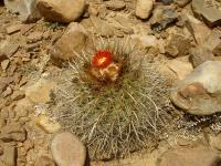 TB138_2_Parodia_maassii.jpg