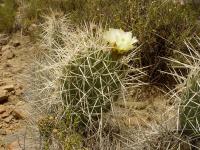 TB138_4_Opuntia_sulphurea.jpg