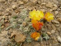 TB139_3_Cumulopuntia_rossiana.jpg