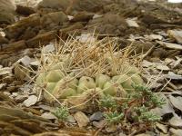 TB141_1_Weingartia_lecoriensis.jpg