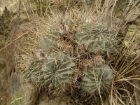 TB143_1_Lobivia_pugionacantha_v_versicolor.jpg