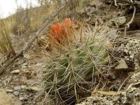 TB143_7_Parodia_otaviana.jpg