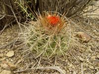 TB147_3_Parodia_maassii_v_albescens.jpg