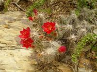 TB147_5_Austrocylindropuntia_shaferi.jpg