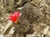 TB149_1_Lobivia_lateritia_v_rubriflora.jpg