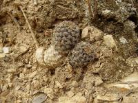 TB149_2_Rebutia_leucanthema.jpg