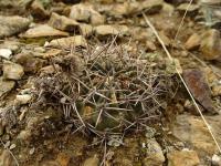 TB150_1_Lobivia_pugionacantha_v_culpinensis.jpg