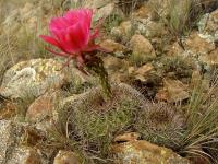 TB150_4_Echinopsis_mamillosa.jpg