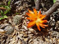 TB151_4_Rebutia_pygmaea_v_diersiana.jpg