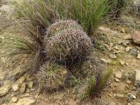 TB154_4_Echinopsis_obrepanda_cristata.jpg