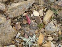 TB156_1_Rebutia_albopectinata.jpg